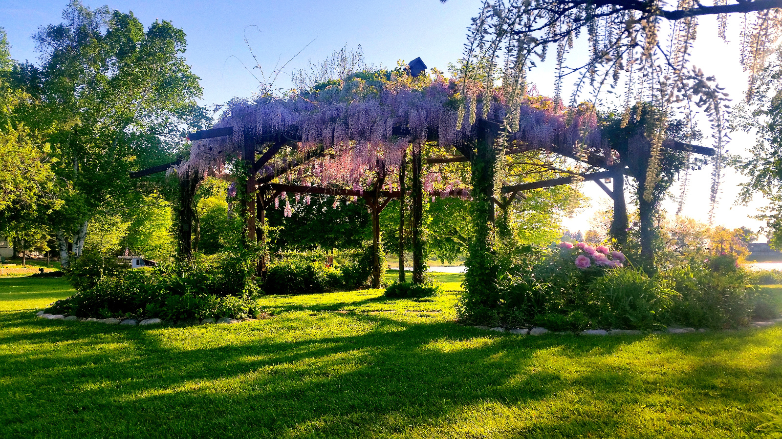 WISTERIA IN BLOOM ATOP FLOWERING GAZEBO; WHITE TREE WISTERIA IN FOREGROUND